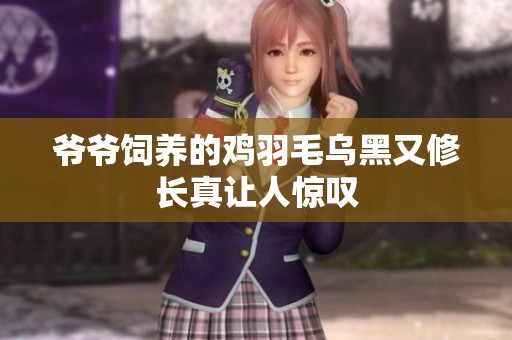 爷爷饲养的鸡羽毛乌黑又修长真让人惊叹